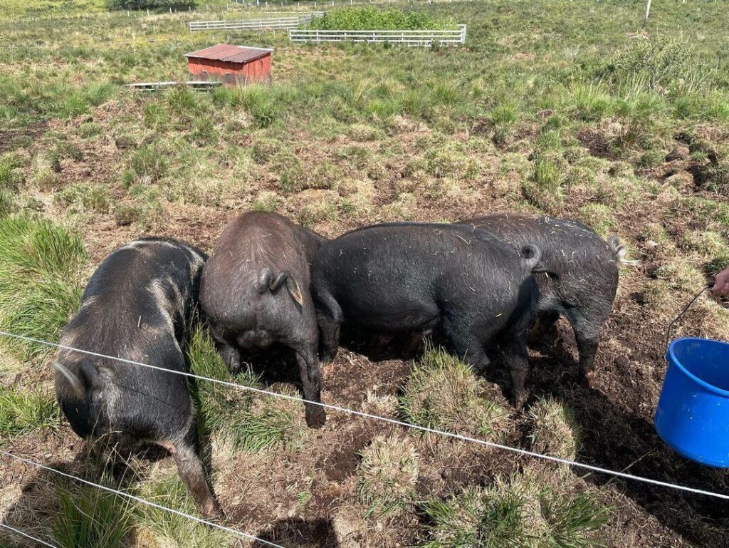Pig in a field
