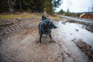 how to recover from stress: a muddy dog shaking it off